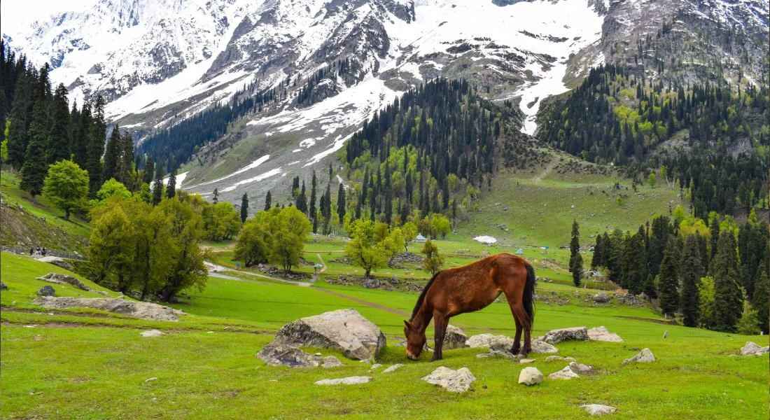Sonamarg Kashmir